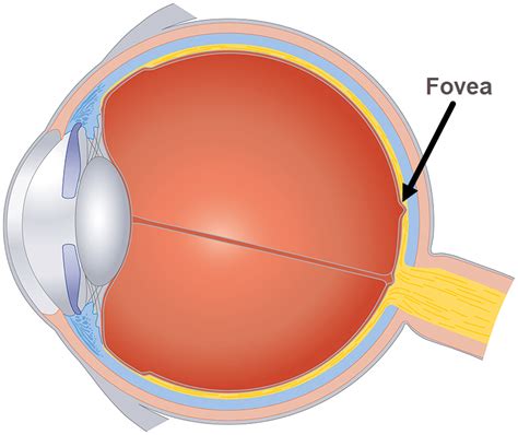 fovea x|fovea vs macula.